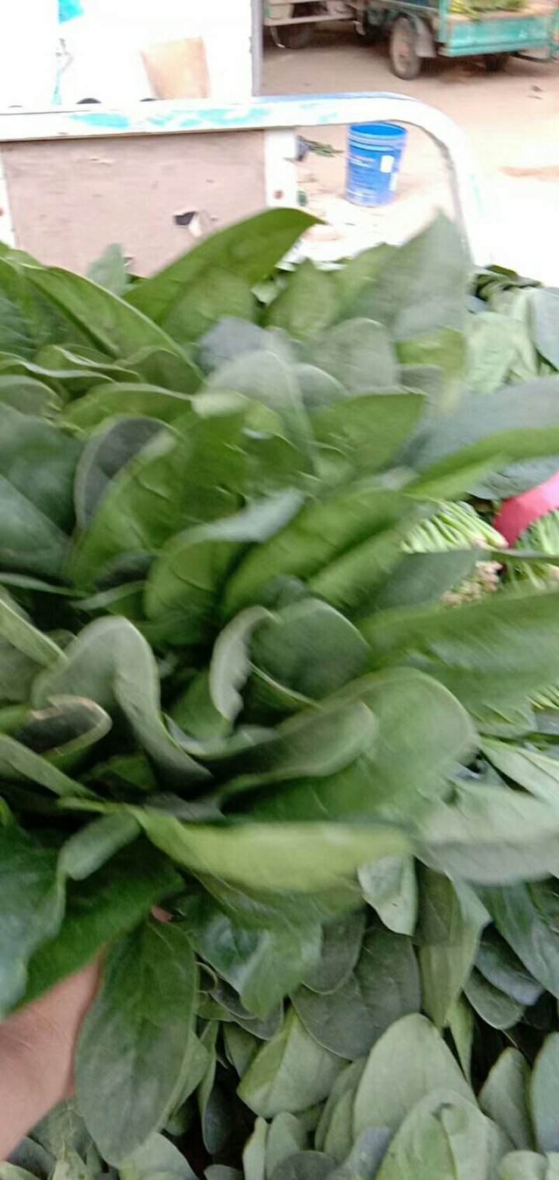 大叶波菜上市