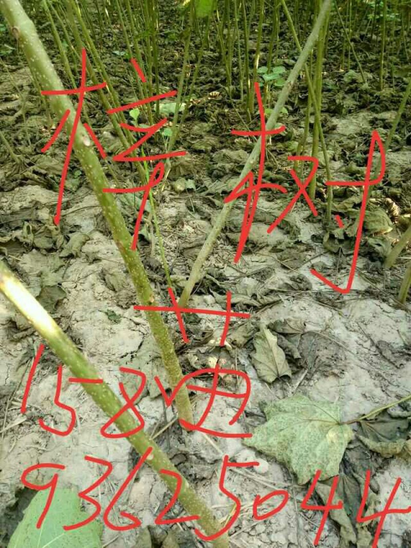 梓树苗