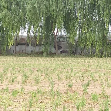 绿化苗木