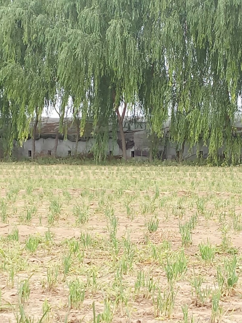 绿化苗木