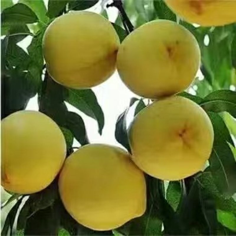黄桃树苗，早，中，晚熟桃树苗，品种全。锦绣黄桃，价格低。