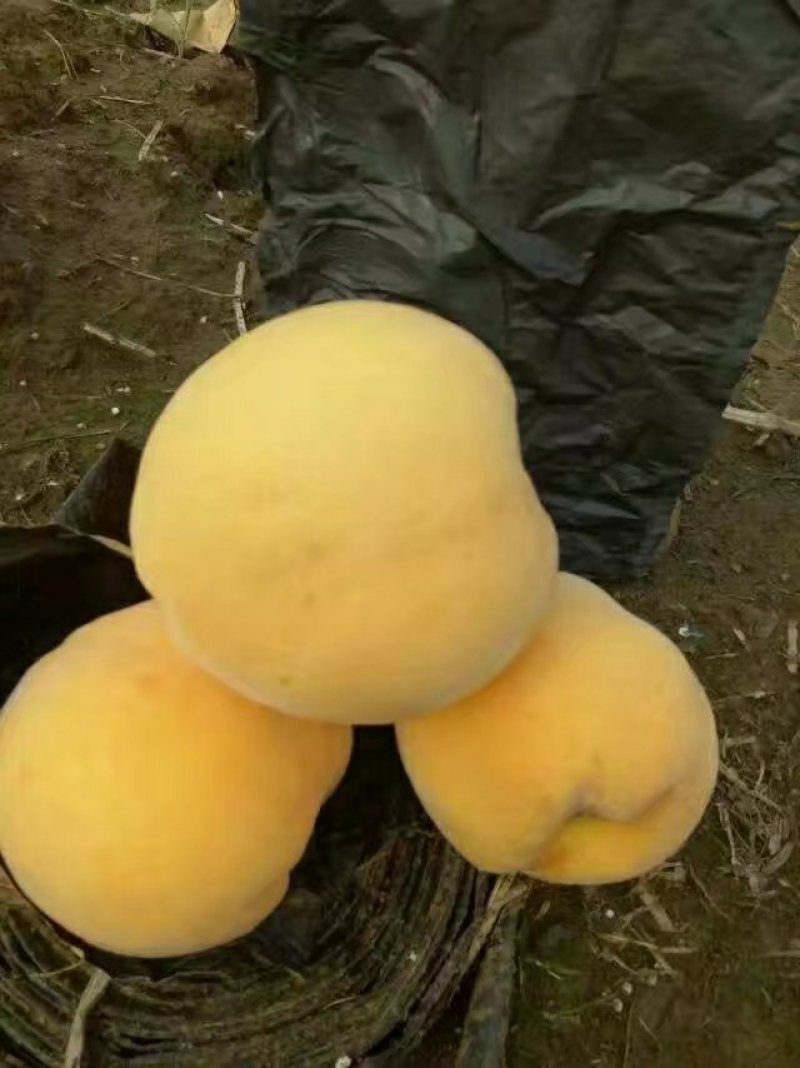 黄桃树苗，早，中，晚熟桃树苗，品种全。锦绣黄桃，价格低。