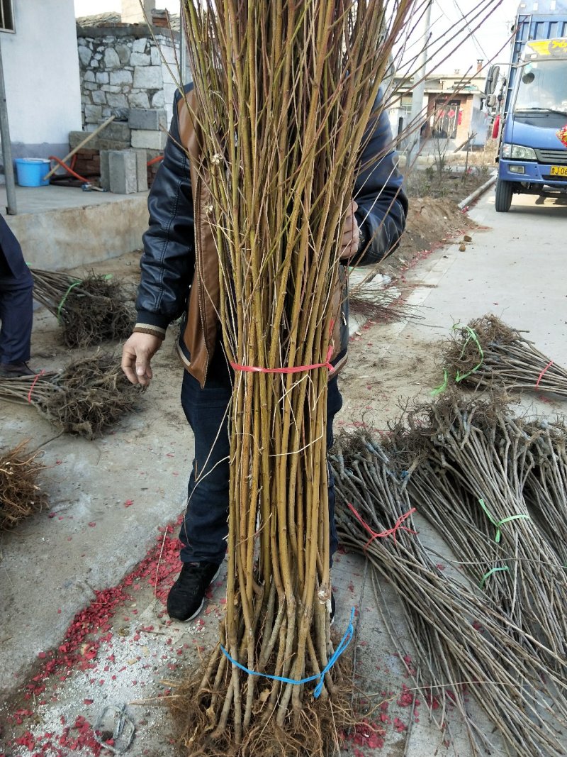 黄桃树苗，早，中，晚熟桃树苗，品种全。锦绣黄桃，价格低。