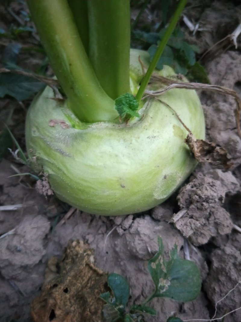 蔓菁成熟了