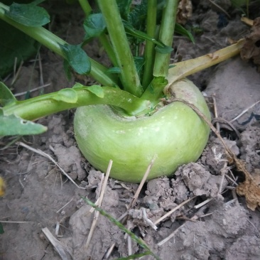 蔓菁成熟了