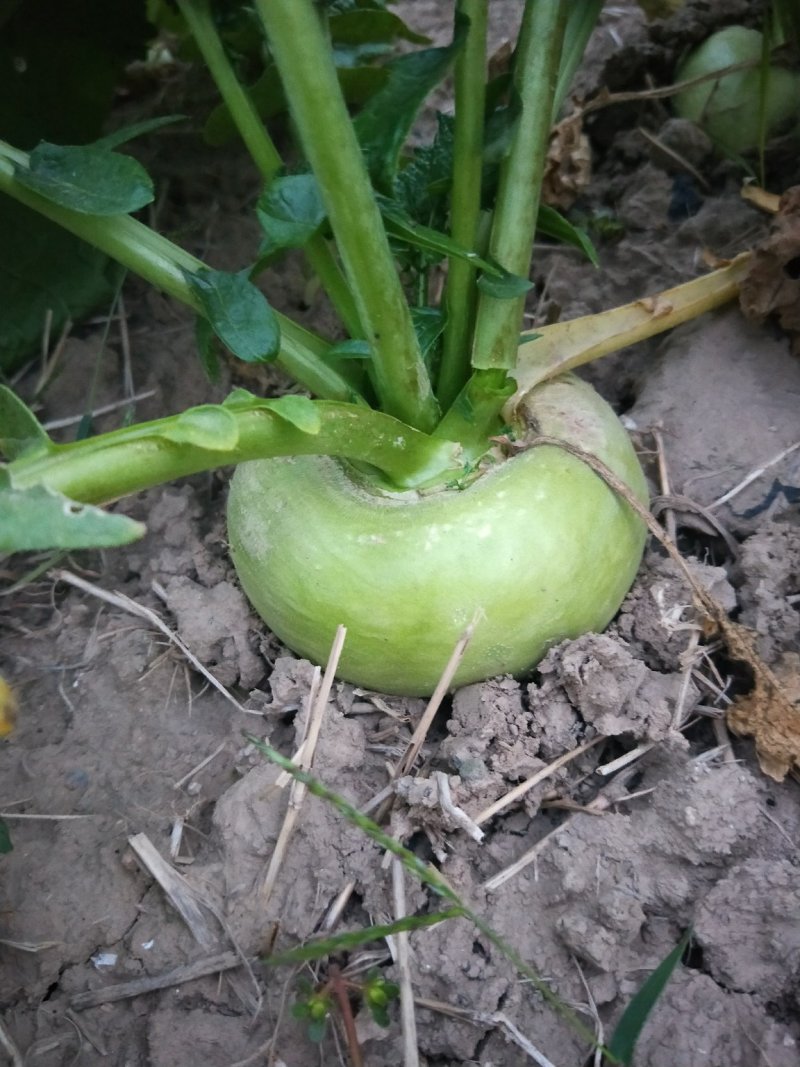 蔓菁成熟了