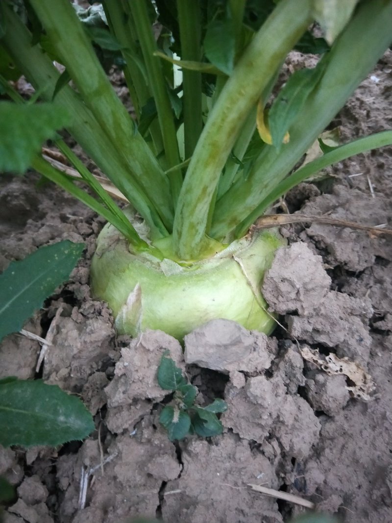 蔓菁成熟了