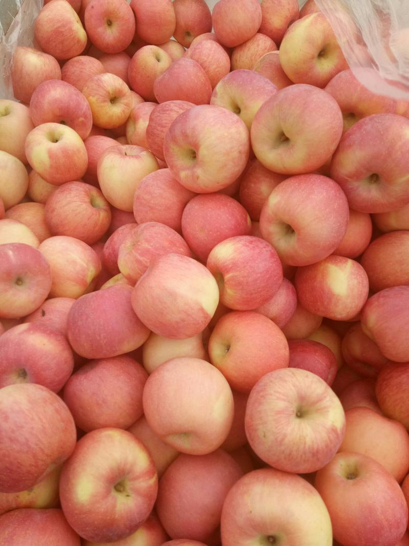山东苹果水晶红富士苹果产地直供冷库苹果优质货源脆甜