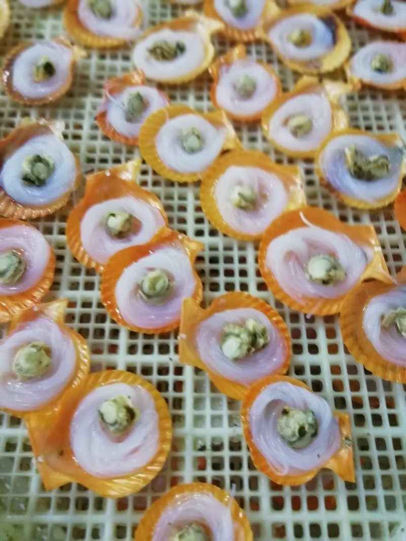 黄金组合贝