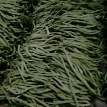 芸豆