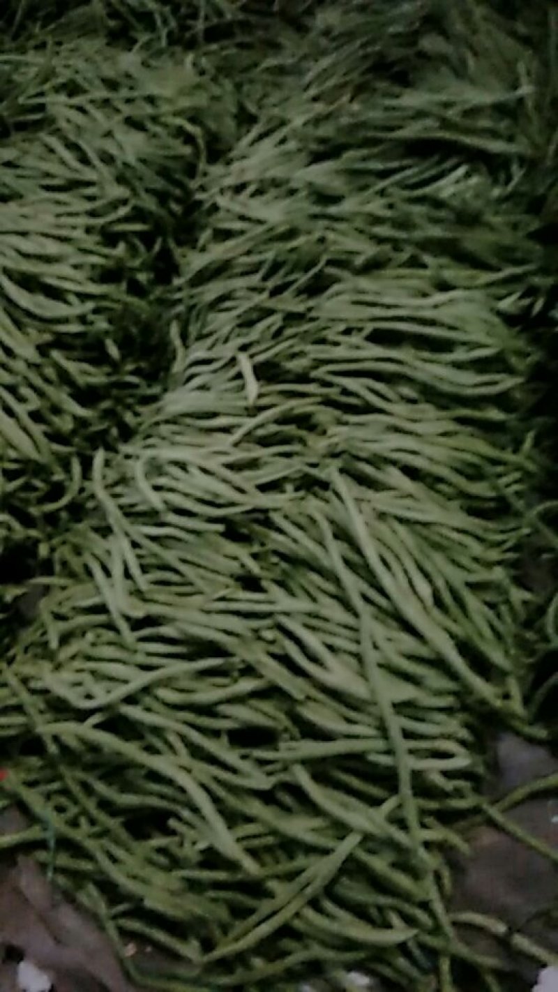 芸豆