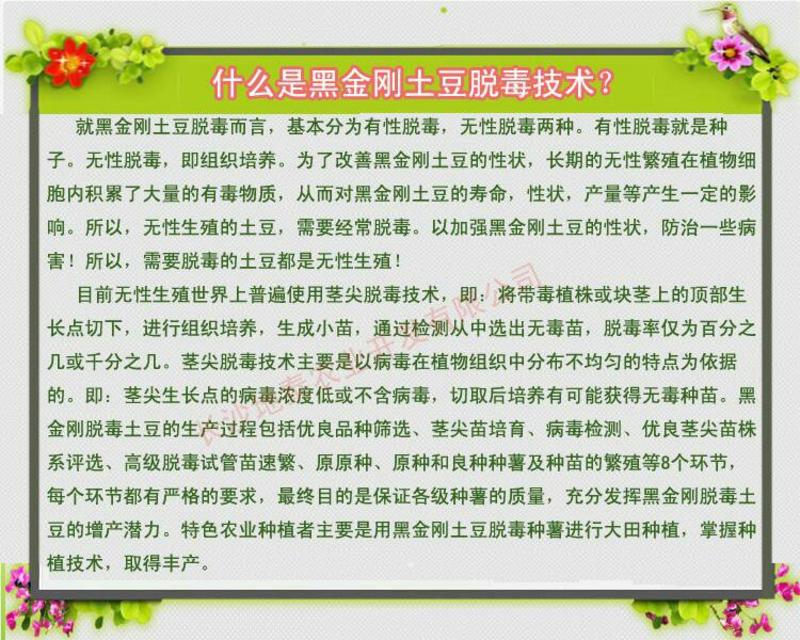 黑金刚土豆种薯！原种！产地甘肃！免费提供种植技术管理经验