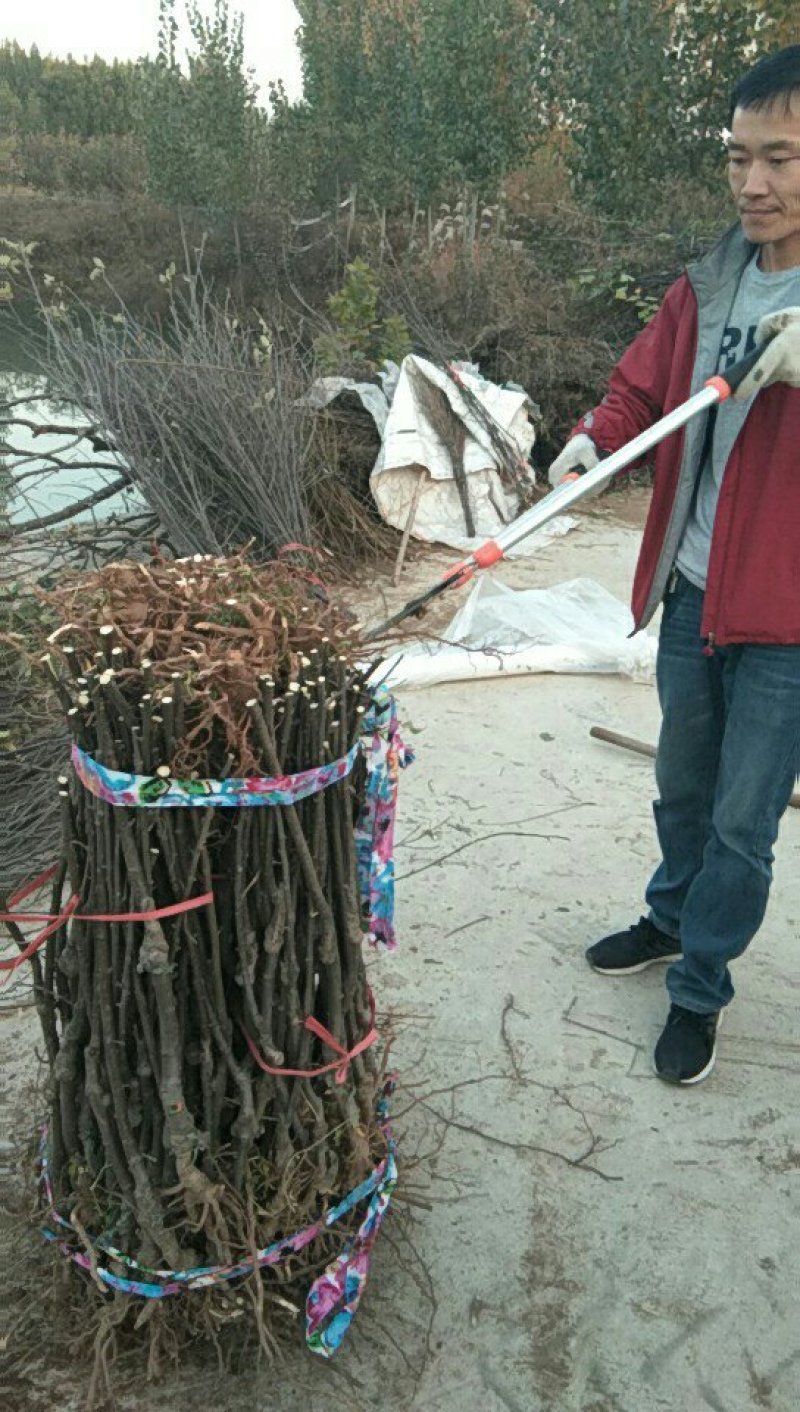 【包邮】苹果苗新品种露利苹果苗山东露利苹果苗基地苹果苗