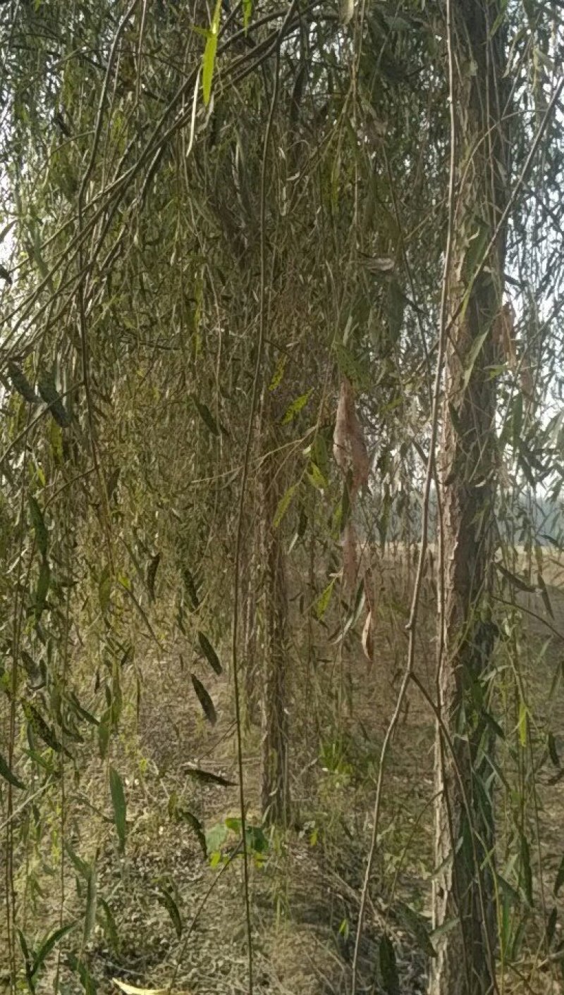 树