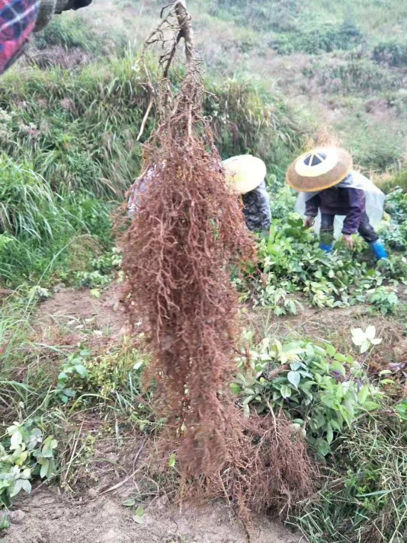 九月黄苗