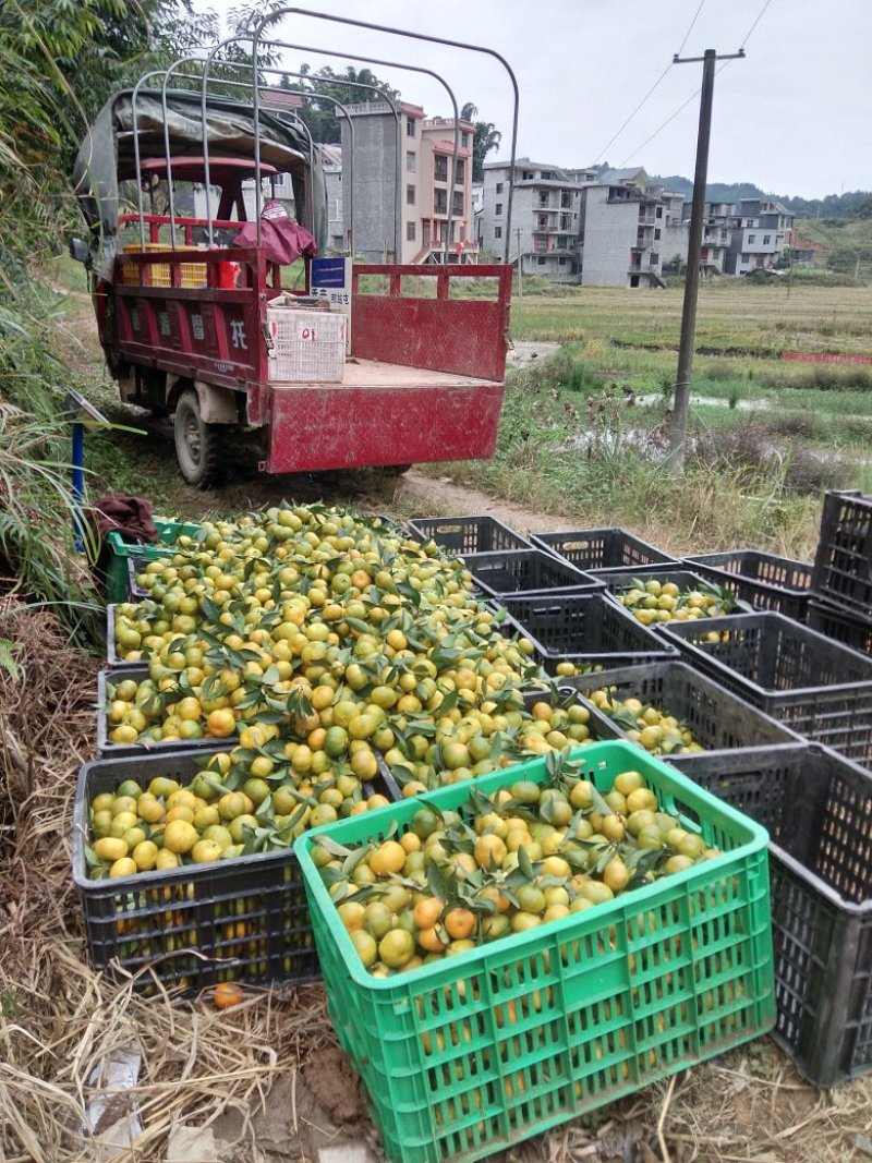 南丰蜜桔