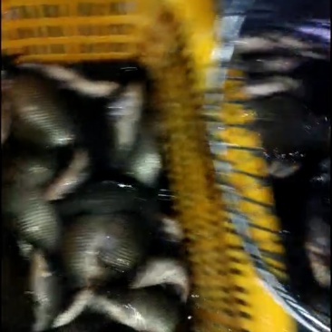 钓塘专供江苏黑背鲫，黄金鲫。