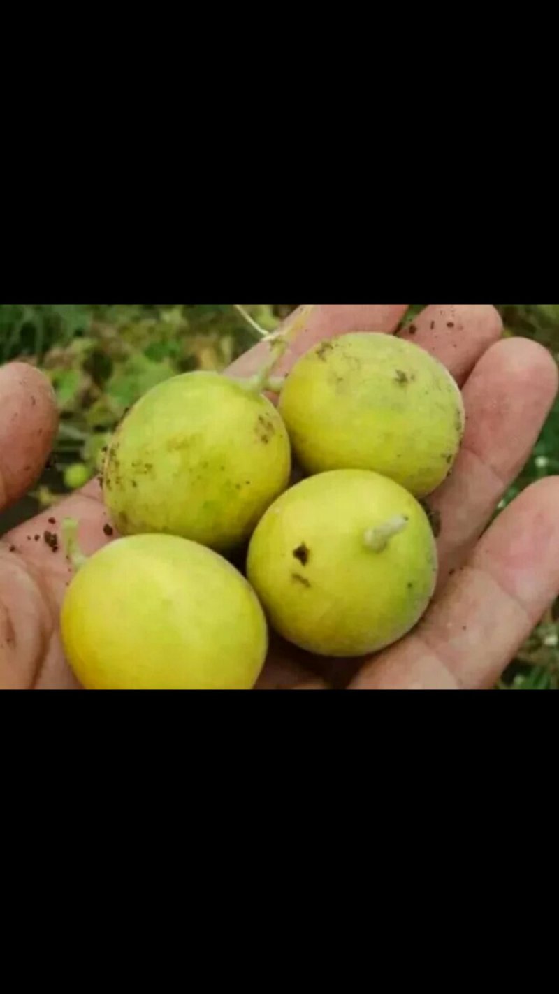马泡油