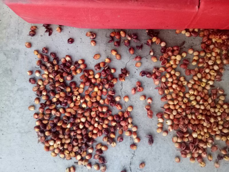 酒用高粱，红樱子，红茅六号