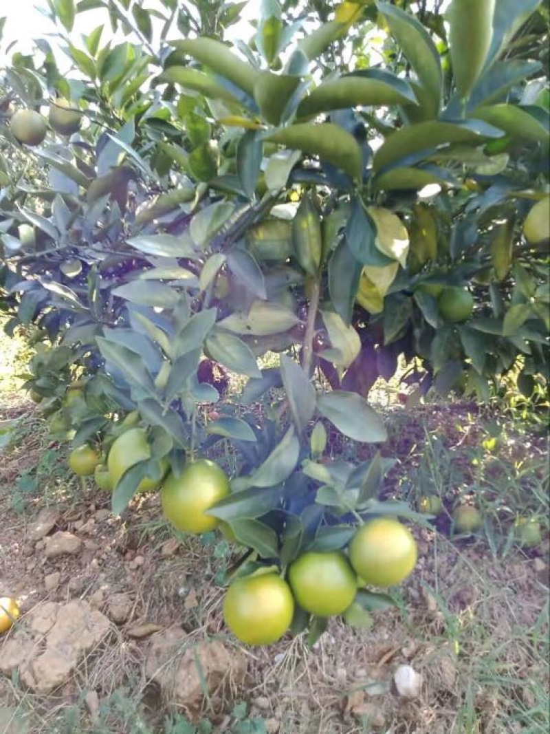 廉江红江橙85~90mm口感多汁非常甜，皮薄肉厚