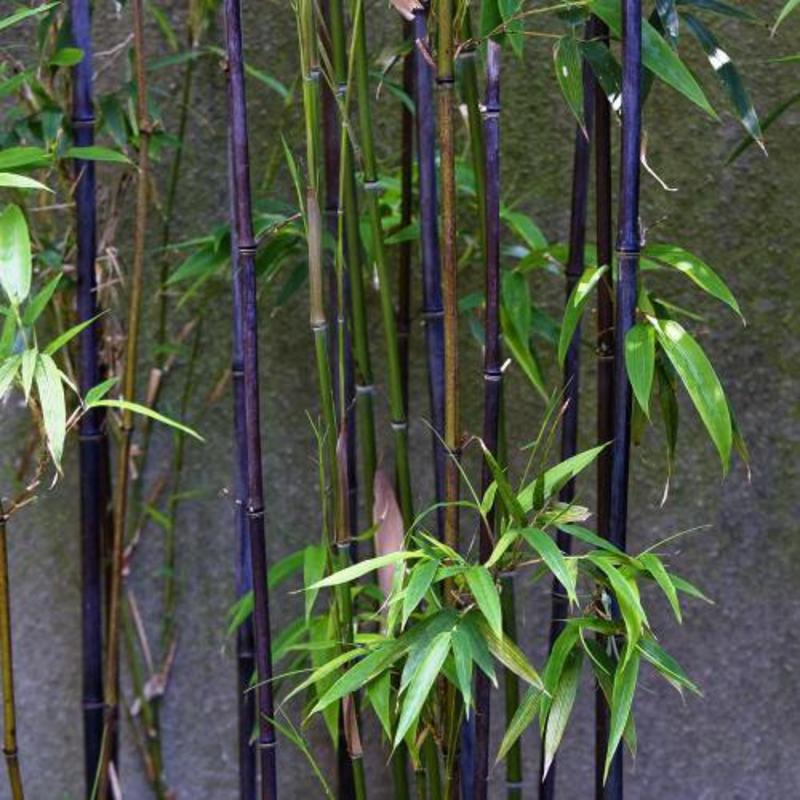 紫竹，又名黑竹，