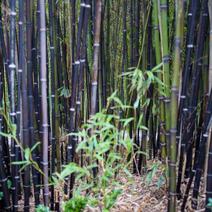 紫竹，又名黑竹，
