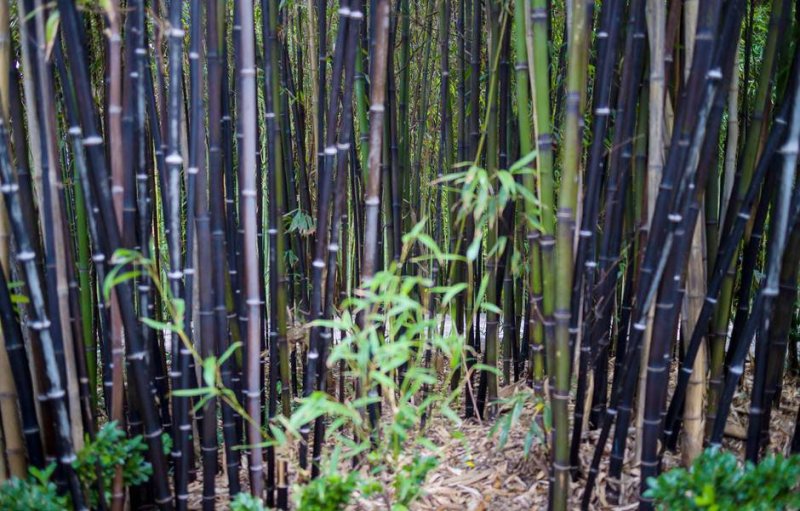 紫竹，又名黑竹，