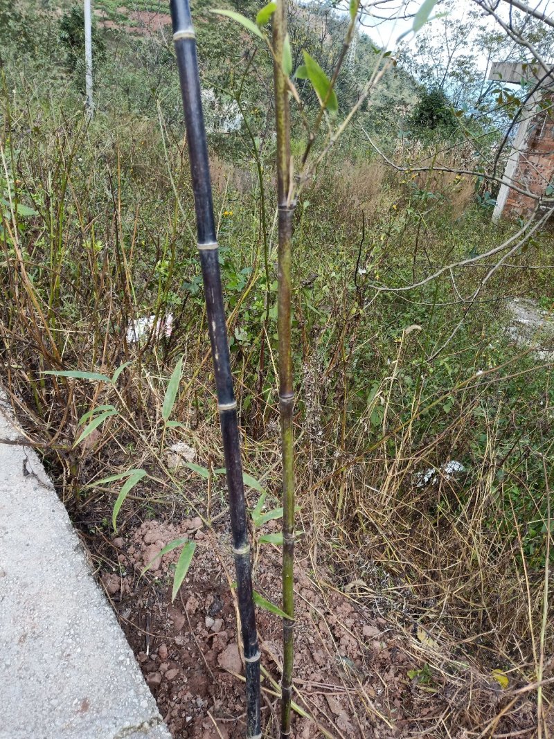 紫竹，又名黑竹，
