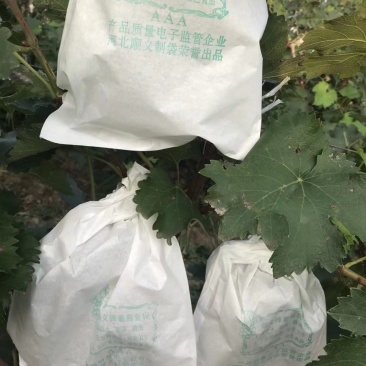 葡萄袋，果园专用各种水果套袋
