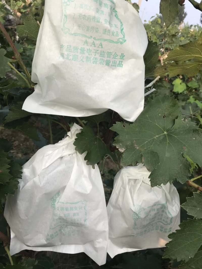葡萄袋，果园专用各种水果套袋