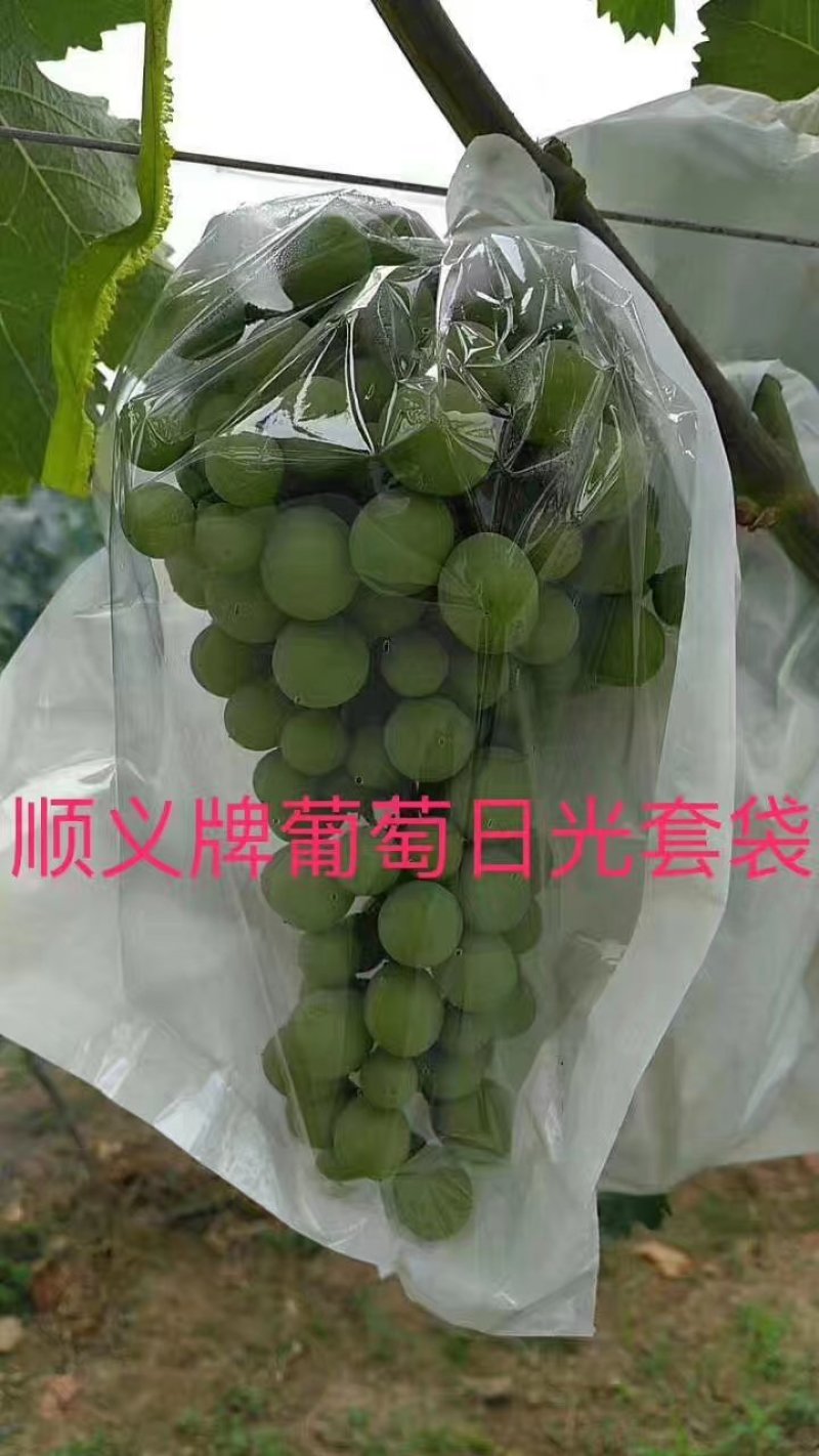 葡萄袋，果园专用各种水果套袋