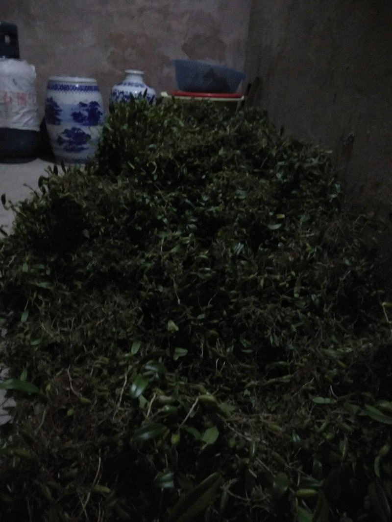 石豆兰