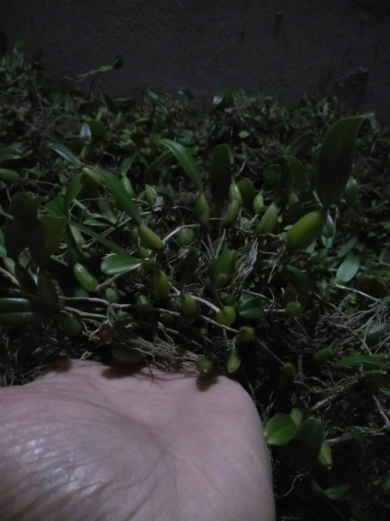 石豆兰
