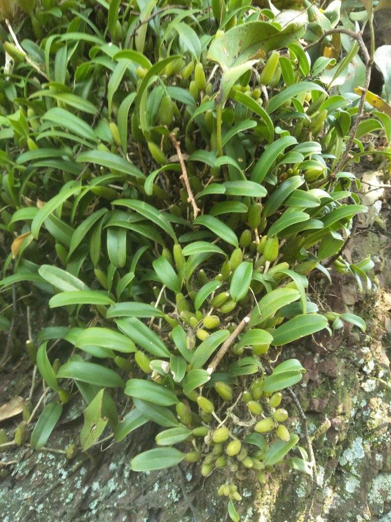 石豆兰