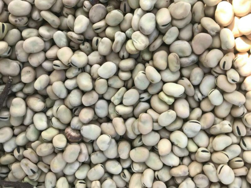 【热销】蚕豆崇礼蚕豆，饲料蚕豆，鱼饲料