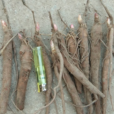 赤芍苗，芍药苗，二年苗保证质量，量大优惠