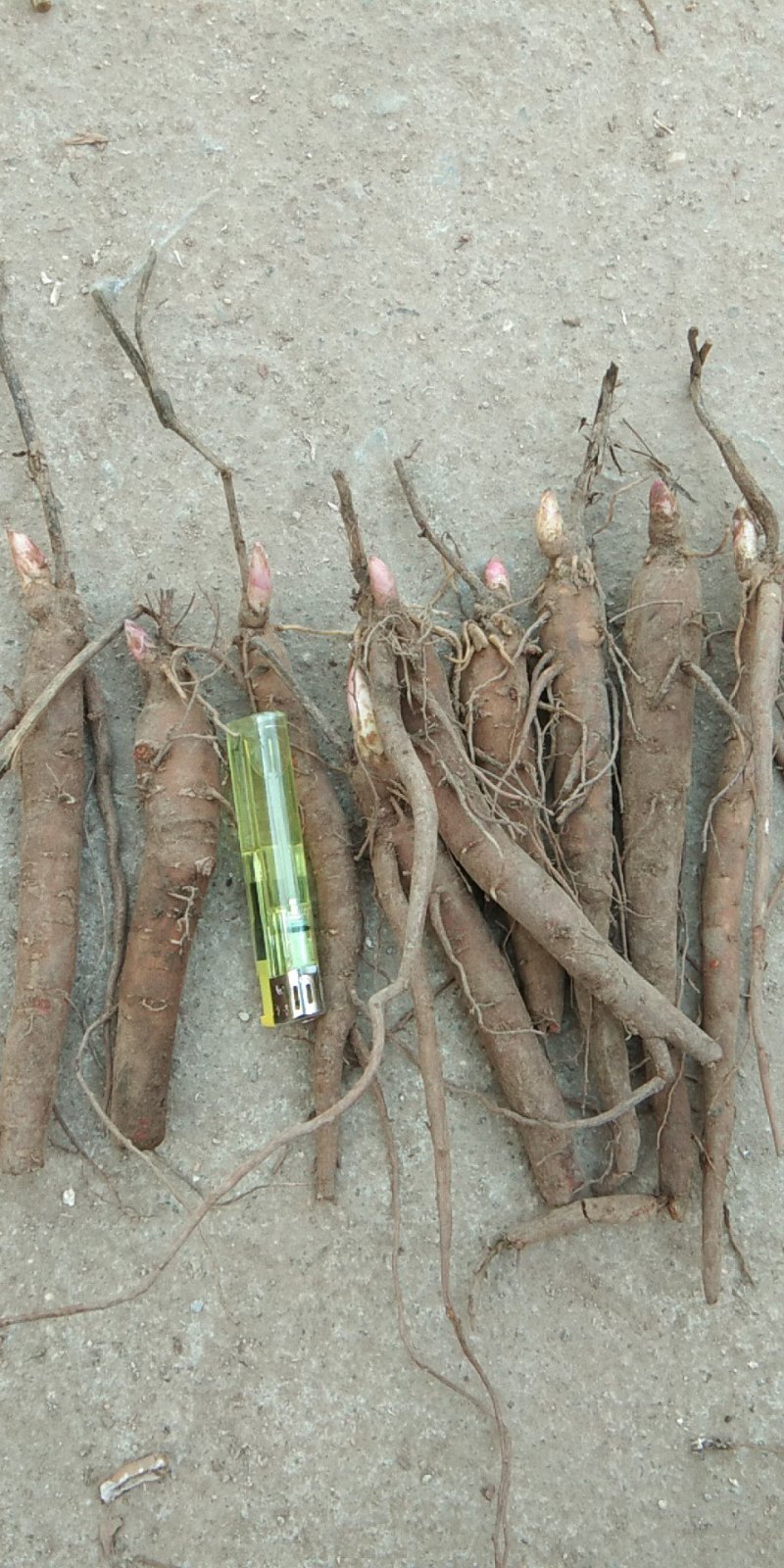赤芍苗，芍药苗，二年苗保证质量，量大优惠