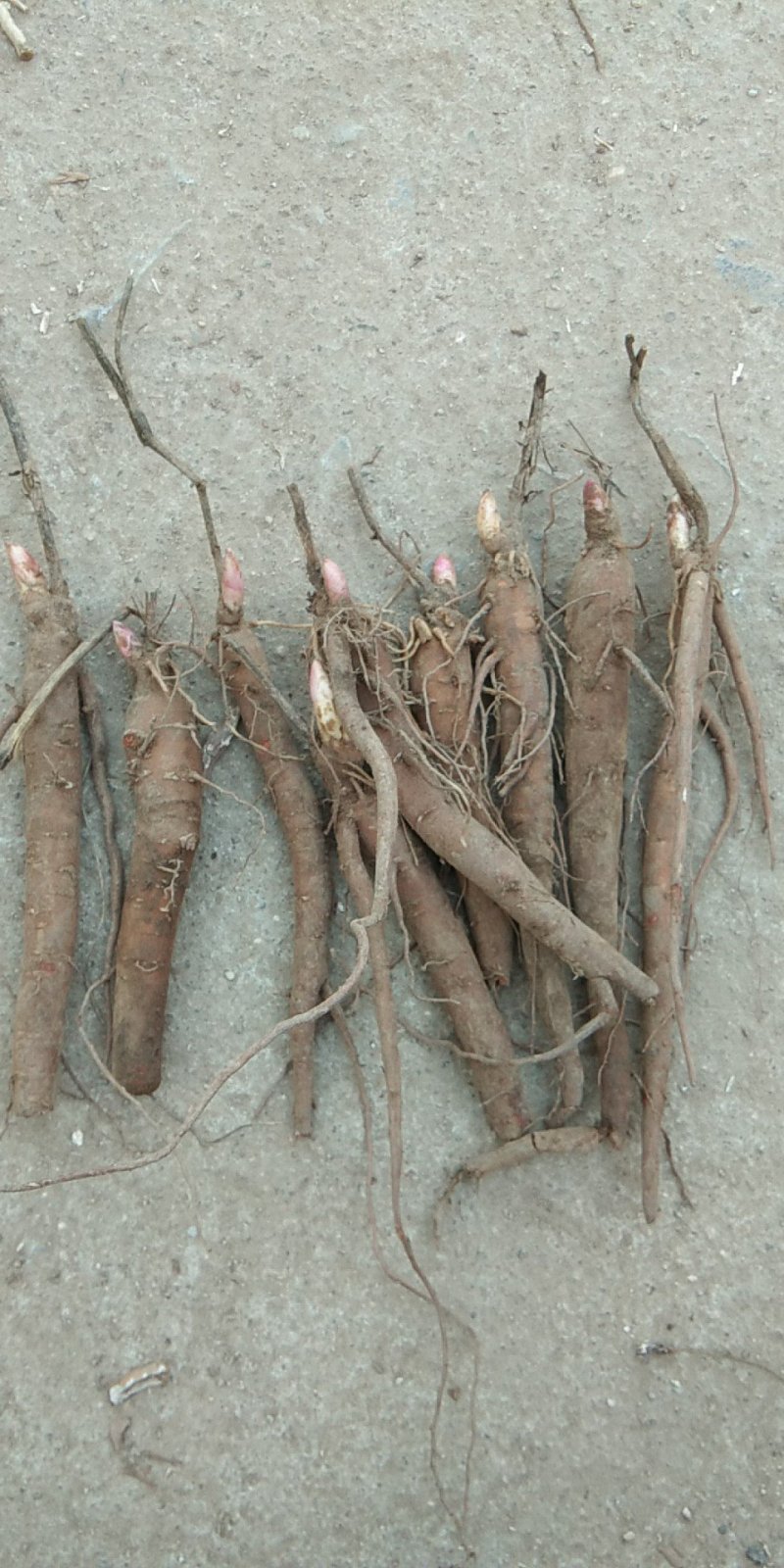 赤芍苗，芍药苗，二年苗保证质量，量大优惠