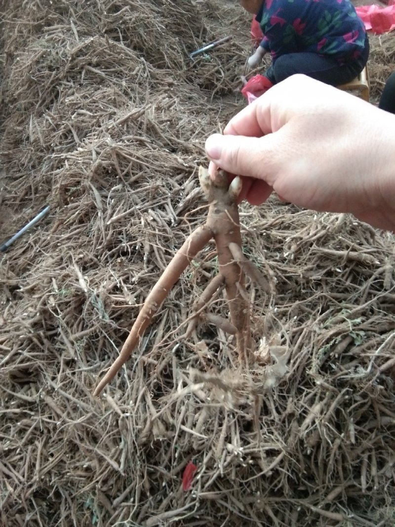赤芍苗，芍药苗，二年苗保证质量，量大优惠