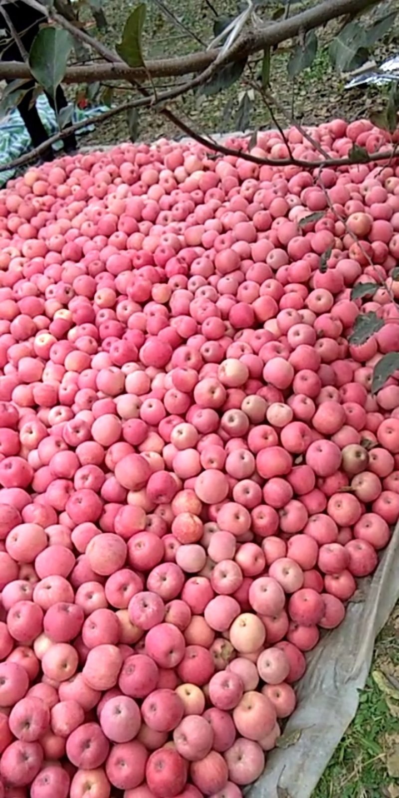 梨，苹果