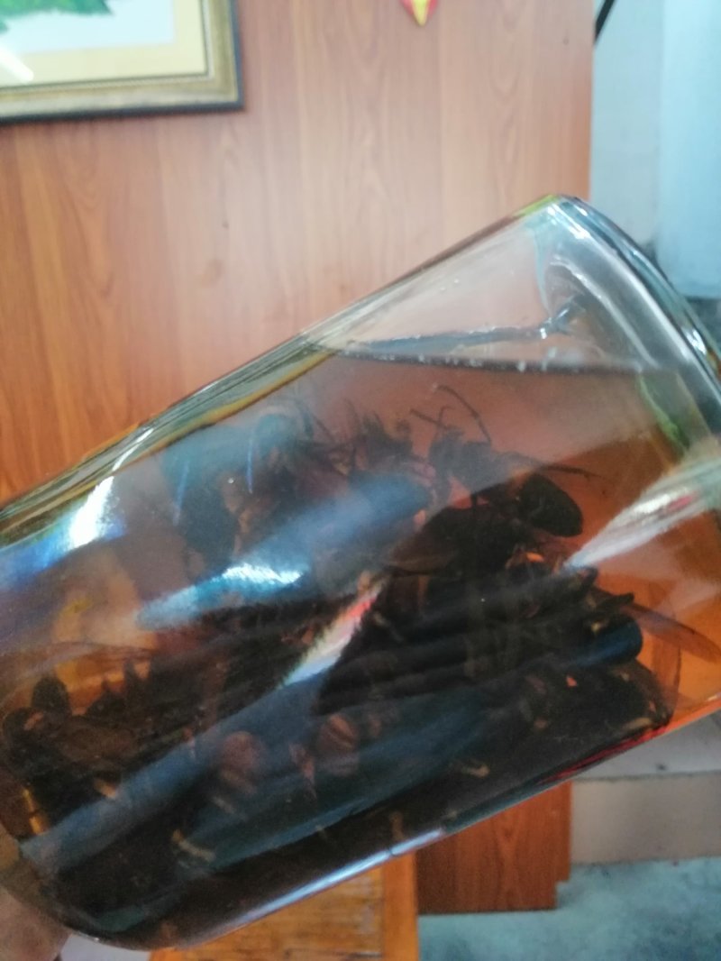 两年黄蜂酒