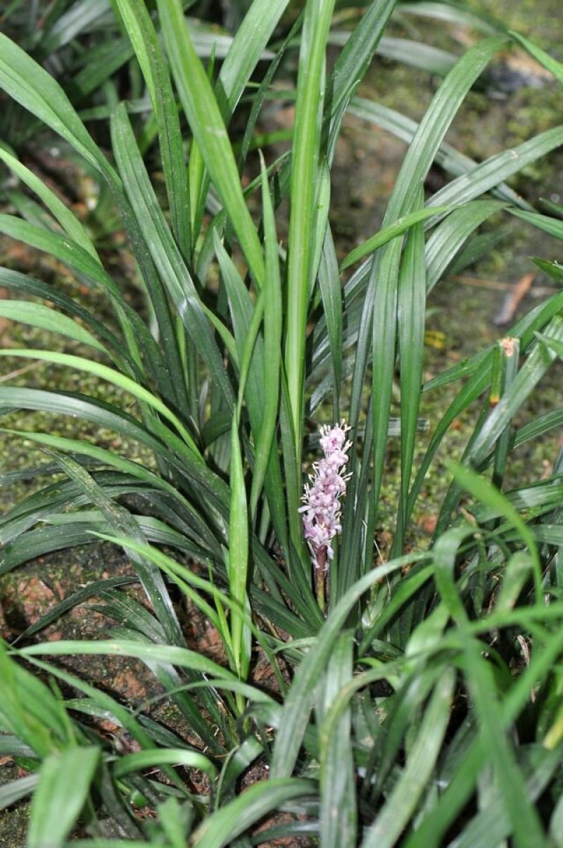 吉祥草观音草松寿兰紫衣草节节寒，一手货源质量好