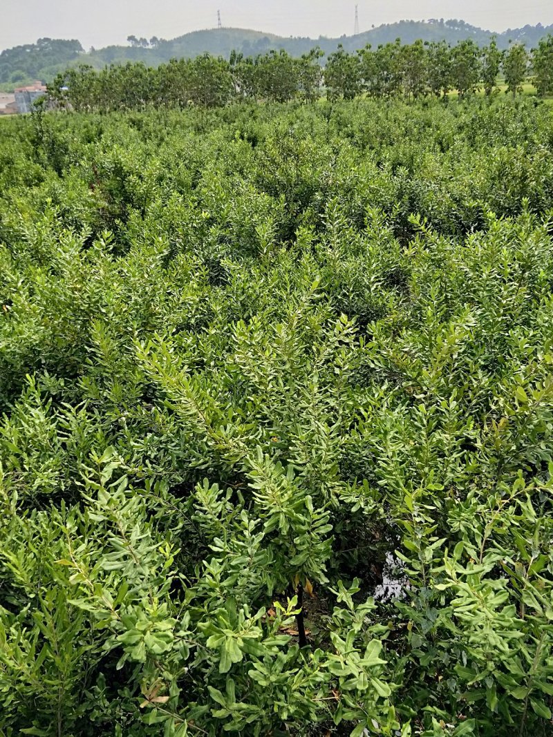 澳洲坚果苗拿回去就赚钱都可以投产的