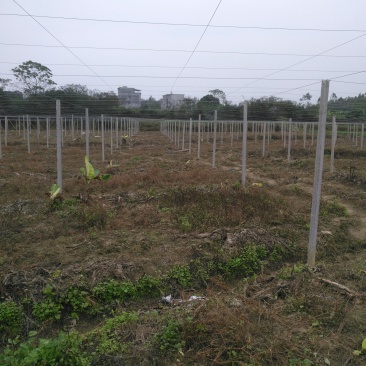 搭建百香果架和葡萄避雨棚材料