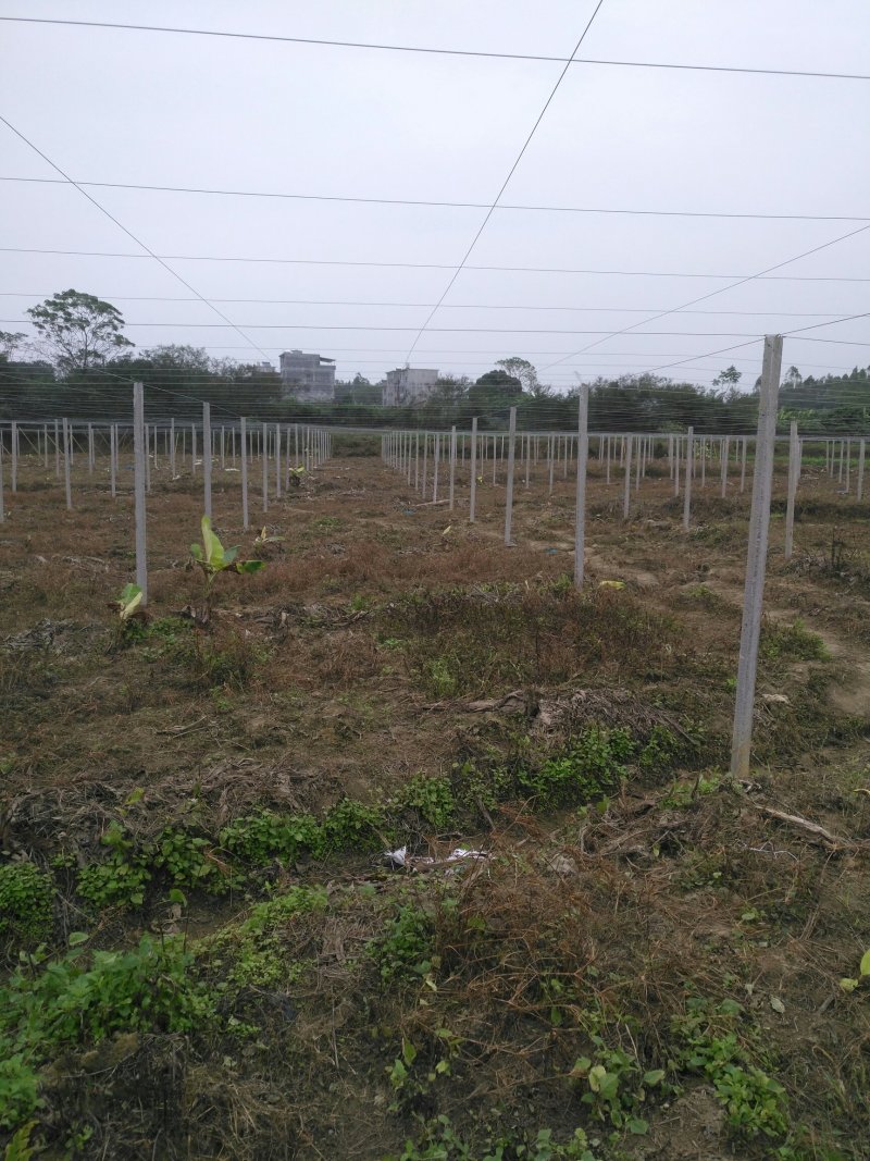 搭建百香果架和葡萄避雨棚材料