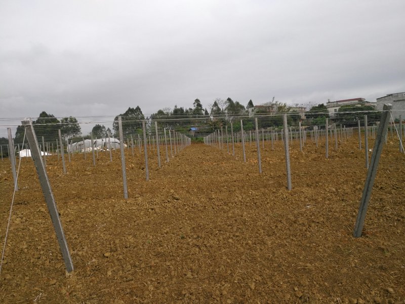搭建百香果架和葡萄避雨棚材料