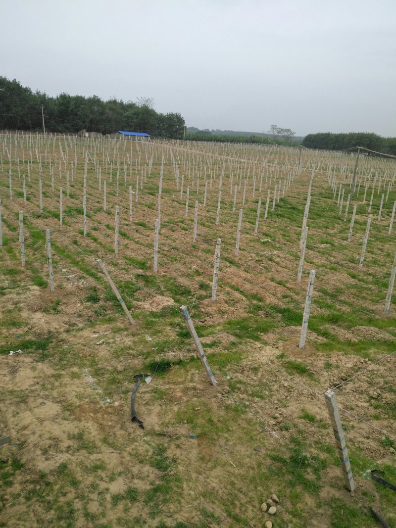 搭建百香果架和葡萄避雨棚材料