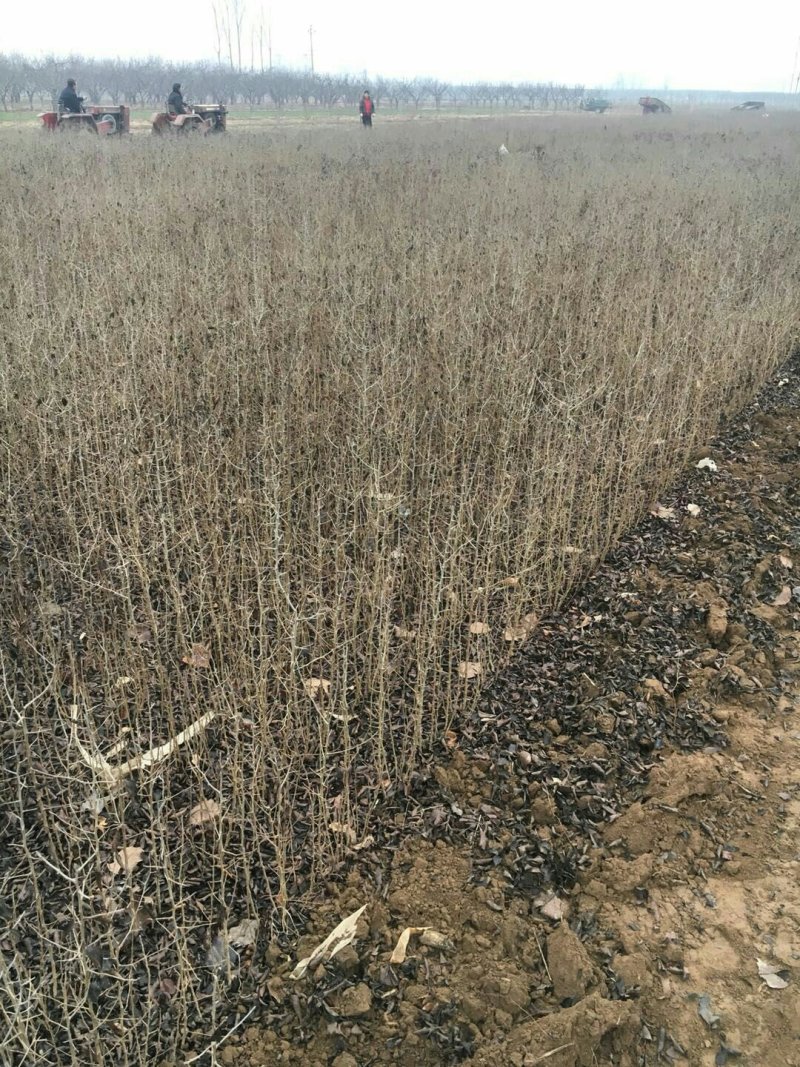 供应优质杜梨苗几百万株各种规格量大从优