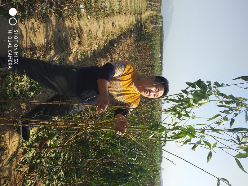 各种优良桃树占地苗