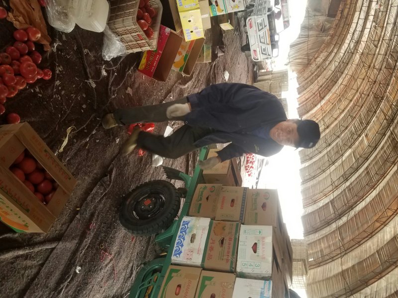 硬粉西红柿弧三以上硬粉精品